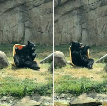まるで人間みたい…。黄色い容器を見つけたクマが“まさかの使い道"を披露→「猛暑日の私」