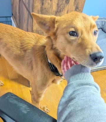クレートの奥で2頭くっついて震えていた元保護犬→3年後、大きな体で寄りかかり「撫でて」アピールをするまでに成長！