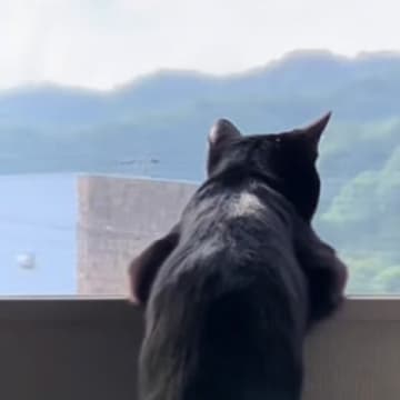 窓から外の景色を眺める黒猫…あまりにも人間味あふれる『後ろ姿』に笑っちゃう人が続出「ほぼ人間で笑った」「貫禄がすごいｗ」と25万再生