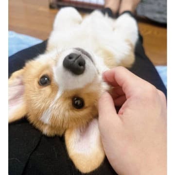 飼い主の膝の上で“ヘソ天”するコーギー子犬→1年半後、「大きさと重さ」で成長を実感してしみじみ