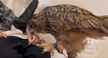 ”お仕事行かないで…”フクロウの愛情表現、大好きなパパの出勤を引き留める姿に「爪立てないでそっと触るの尊い」