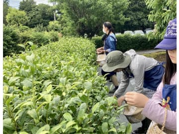 【さいたま市内で味覚狩り】茶摘み・釜炒り茶体験＠丸園