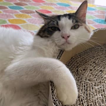 単独行動だから警戒心が強い　猫が「孤高の存在」といわれる理由を専門家に聞いた！