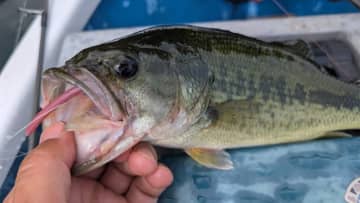 「見つけて落としたら釣れる時代はおしまい…」ライブサイトが超難関に…。それでも釣る方法は？
