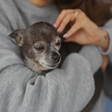 小型犬と大型犬は『シニア』になる年齢が違う？高齢になると変化する6つのポイントからケアの方法まで