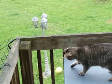 「ノーベル賞もの」「何時間でも見ていられる」　犬と猫を同時に遊ばせるには…？【癒し動画】