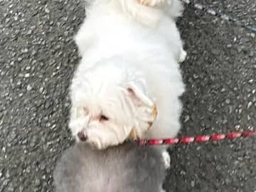 【愛犬】「楽しそうな電車ごっこ」　仲よく散歩する3匹の様子に「かわいさの渋滞」