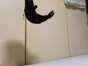 【ひらがな猫】オモチャで遊ぶ猫がジャンプ！　撮れた1枚に「声出して笑ったわ」「全部が最高すぎる」