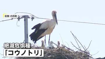 コウノトリ繁殖に密着…天敵カラス「巣の下まで走って大声」地元有志の見守り過酷な環境下で雛2羽巣立ち　佐賀・白石町