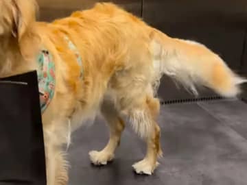 【ワクワクしているだけです】　紙袋をくわえた犬　震え続ける理由に「笑いが止まらん」