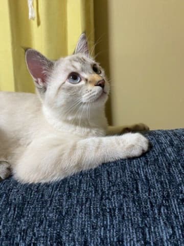 “王子様気質”の元保護猫をお迎え→2年後に子猫を保護すると性格は一変！“超過保護な優しいお兄ちゃん”に