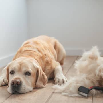 愛犬がブラッシングを嫌がるのはなぜ？見直してほしい3つのポイントをご紹介
