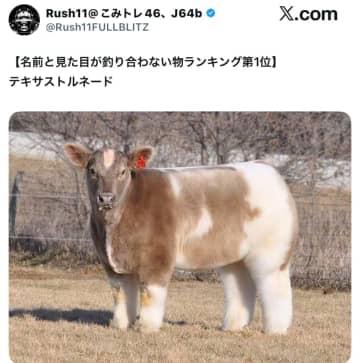 テキサストルネード…何者！？名前と見た目が釣り合わない…可愛すぎる牛に「モコモコ感好き」と絶賛の声も