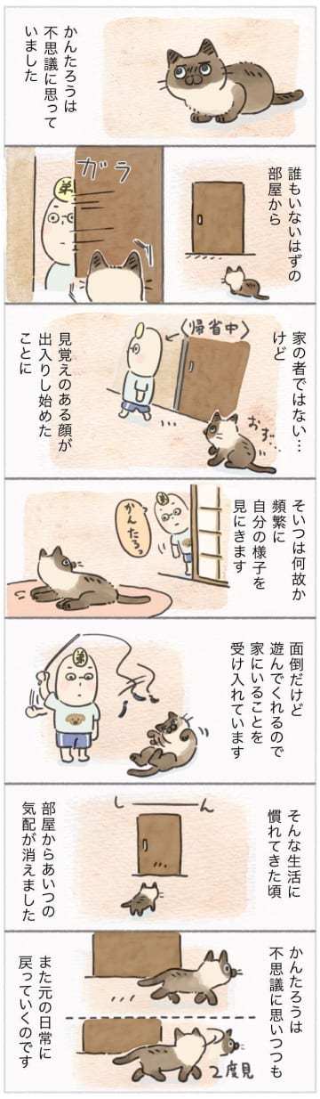 愛猫かんたろうと弟の微妙な関係！不思議な気配と弟の帰省エピソード【連載】ねこ連れ草 340話め