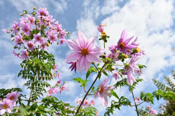 【ガーデニング】大きな花を華やかに咲かせる多年草［皇帝ダリア］の育て方