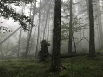 【富士山の次に登る山】「美林を楽しむ山歩き」 上高地・甲武信岳・北八ヶ岳