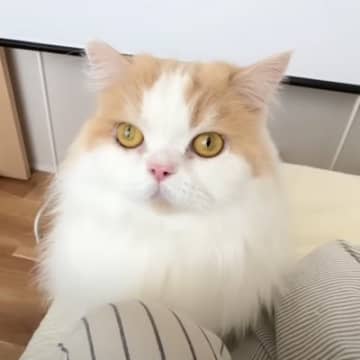 『ただならぬ様子で呼びに来た猫』について行ったら、犬が…思わぬ『大惨事』に「ちゃんと報告してくれて偉い」「優しいお兄ちゃん」と6万再生