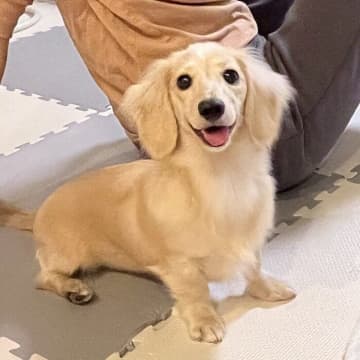 帰宅した飼い主を見つけて「いい笑顔」を浮かべる愛犬の気持ちとは？ 獣医師に聞いた！