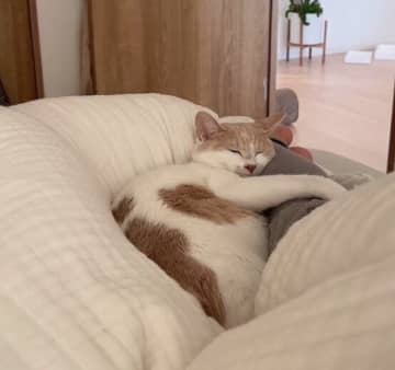 「重たいけれど幸せ」な光景にキュン！　飼い主の足をギュッと抱えて眠る猫の心理｜獣医師解説