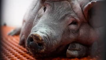 ブタの腎臓移植に一歩前進、ＦＤＡがヒト臨床試験を承認　米イージェネシス