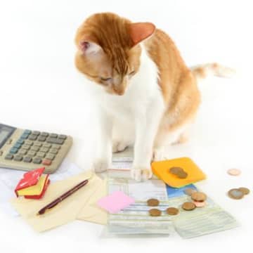 猫をお迎えすると『飼い主さんができなくなること』4選　飼う前に覚悟しておいて