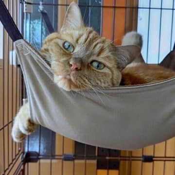 ハンモックが好きな猫の特徴やおすすめの置き場所は？気になる疑問を解説
