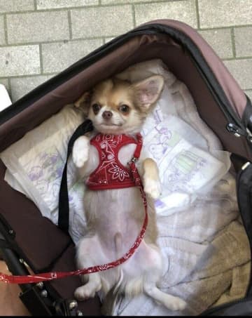 トリミングの道中で“へそ天”する生後3カ月のチワワの子犬が話題！「全然食べない時期」を乗り越え“爆食チワワ”に成長した現在の姿もかわいすぎた
