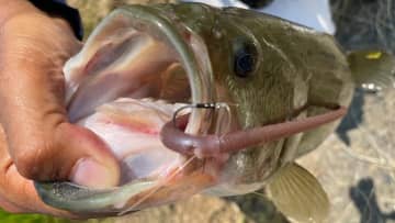 「アタリの出方が面白い！」素早く探れてバイトが多い、今オカッパリで釣れているパターンを紹介！ベイトフィネスのオススメのラインも！