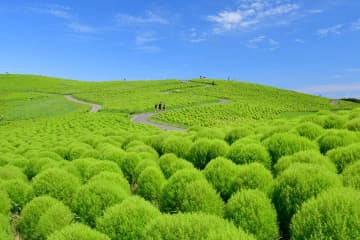 高崎･川越･君津から「ひたち海浜公園」へ乗り換えなし！ 臨時列車「夏の海浜公園号」を利用して 緑のコキアを楽しもう