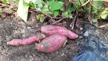甘くておいしいさつまいも♪アグリパーク竜王で【さつま芋掘り収穫体験】予約受付がスタートしました！