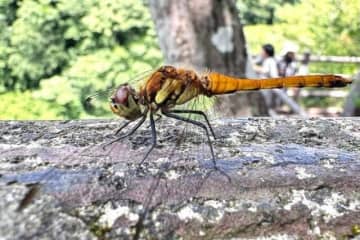 【令和の生きもの採集はまるで ”生物クエスト”】 環境教育のプロも夢中になる「生きもの＆自然観察アプリ」とは