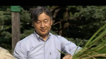 天皇陛下が皇居内でお稲刈り…強い日差しのなか長靴姿で「ニホンマサリ」など20株収穫…米は宮中祭祀などで使用