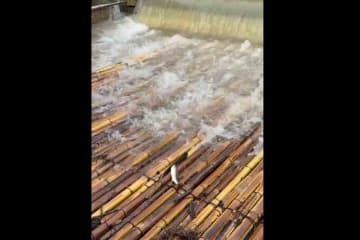 やな場に突然“巨大魚”　「鮎だ！」と思ったら…ネットも二度見「こりゃー、びっくり!!」