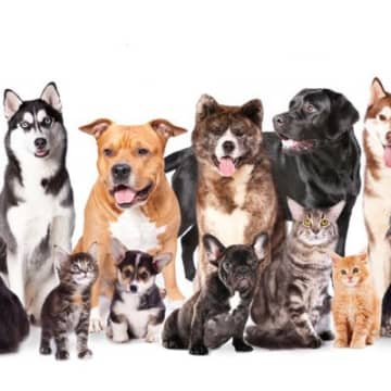 人気な犬種ランキングTOP5【2025年最新版】ワンコを迎える前に知っておきたい犬種ごとの魅力まで