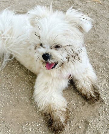 「楽しんだところすみませんが」ドッグランで泥だらけになった愛犬→帰宅後に待ち受けていた「お風呂」の結末にクスッ