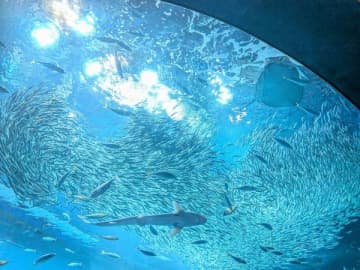【茨城】関東からすぐ！秋のおでかけにオススメ♪大洗水族館の見どころ徹底レポ