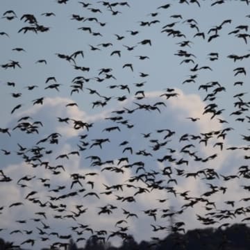 クマだけじゃない危険動物たち…4年で7倍と国内で急増する「トモエガモ」がもたらす恐怖とは？