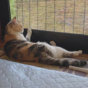 入念に爪とぎをするのはどうして？ 猫の「肉食系」な生態を専門家が解説！