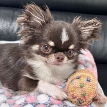 犬が「おもちゃを見せびらかしにくる」理由と心理　お気に入りのものを見せにくるのはなぜ？