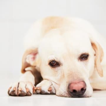 犬の『自由』を奪う飼い主のNG行動5つ　今すぐに改善すべき！愛犬を不幸にさせる行為とは