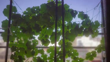 植物だって「寝る子は育つ」？猛暑を乗り越えたグリーンカーテン成長記（カーテン完成編）
