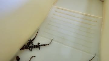 長江の「生きた化石」ヨウスコウワニが誕生　中国安徽省