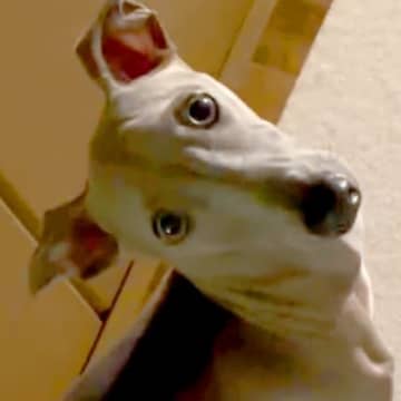 いつも廊下でピッタリついて歩く犬→不意打ちで『後ずさり』してみたら…まさかの光景が29万再生「信頼関係がすごい」「お利口すぎる」と絶賛