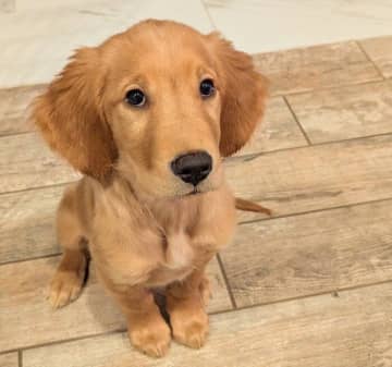 おやつを見て「お手本のようなオスワリ」をする生後2カ月のゴールデン子犬　上目遣いでのおねだり姿にキュンとする！