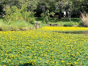 まるで黄色いじゅうたん…池の水面に広がる水草の花に笑顔　さいたま・見沼氷川公園　朝開き昼には閉じる、アサザの花が見頃　「昨年よりたくさん咲いたよう」