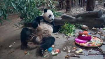 パンダの「阿宝」15歳に　中国四川省