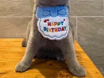 飼い主「張り切ってくれてる」　誕生日パーティー『主役』の猫、渾身の“ドヤ顔”に「信じられないほどカワイイ」