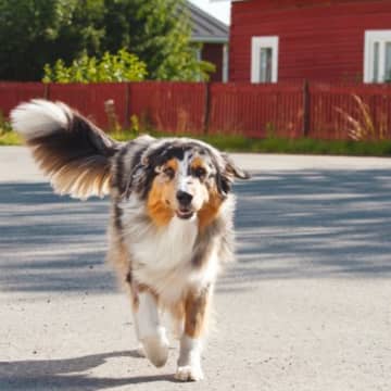 犬が尻尾をブンブン振っているときの心理4つ　愛犬が伝えたいことから見極めるポイントまで