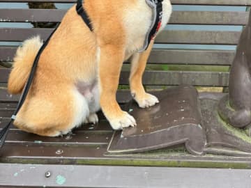 「奇跡のコラボ」「お茶目」　ベンチに座る柴犬が目を細めたら…？