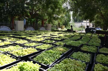 ブドウの香り漂う収穫の秋　中国・敦煌市